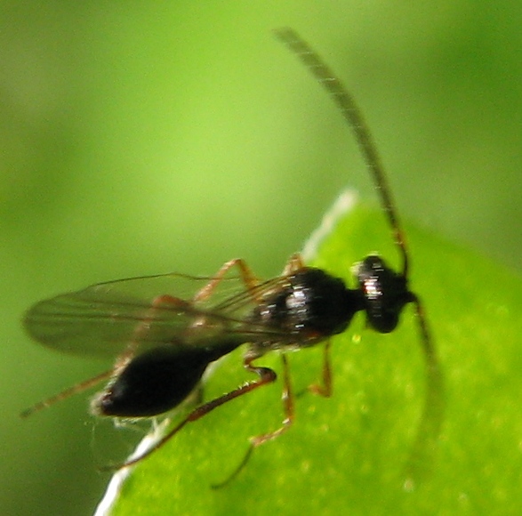 ichneumonide ? No. Forse Diapridiidae